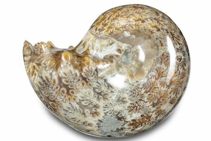 Polished Ammonite (Phylloceras) Fossil - Madagascar #283490